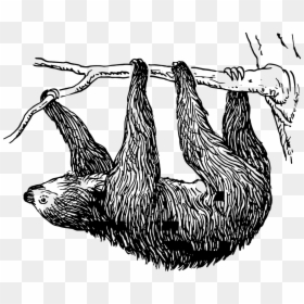 Sloth Clipart Black And White, HD Png Download - sloth face png