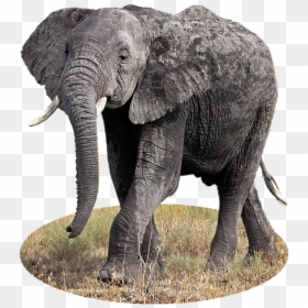 Transparent Elephant Clipart - Elephant, HD Png Download - indian elephant png