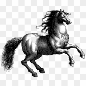 Vintage, Horse, Line Art, Equine, Animal, Rearing,, HD Png Download - rearing horse png