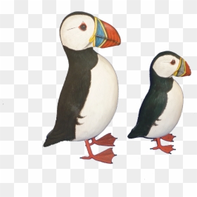 Transparent Puffin Png - Atlantic Puffin, Png Download - puffin png