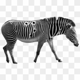 Zebra, HD Png Download - zebra head png