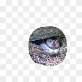 #puffin #bird #cute #pngs #png #lovely Pngs #usewithcredit - Atlantic Puffin, Transparent Png - puffin png