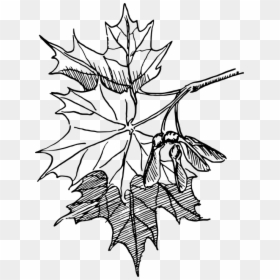 Dogwood Tree Drawing 18, Buy Clip Art - Maple Leaf Line Art, HD Png Download - dogwood tree png