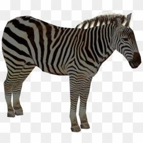 Zebra Head Png, Transparent Png - zebra head png