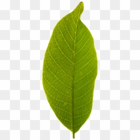 Leaf Clear Background, HD Png Download - dogwood tree png
