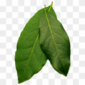 Twig, HD Png Download - dogwood tree png