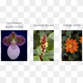 Hard-leaved Pocket Orchid, HD Png Download - flower arch png