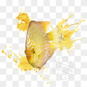 Discus Fish From Front, HD Png Download - discus png