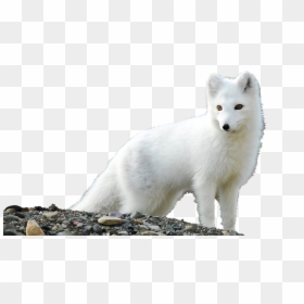 White Fox Png Free Download - Transparent Background Arctic Fox, Png Download - white fox png