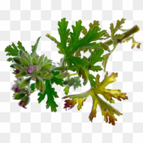 Geranium Essential-oil Eo - Leaf Vegetable, HD Png Download - geranium png