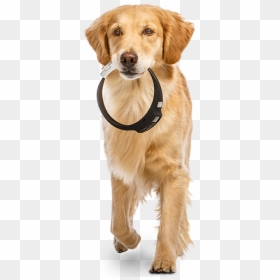 Iot Based Wearable Device For Pets, HD Png Download - dog teeth png