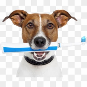 Pet Dentistry, HD Png Download - dog teeth png