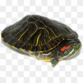 4 Png, 2552053386, Turtle Under Water - Red Eared Slider And Box Turtle, Transparent Png - under water png