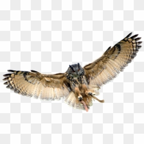 Eurasian Eagle-owl Great Horned Owl - Owl Transparent Background, HD Png Download - great horned owl png