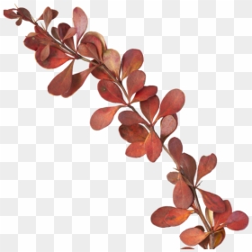 Crape Myrtle Png, Transparent Png - crape myrtle png