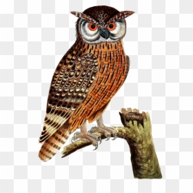 Great Horned Owl Bird Of Prey Eurasian Eagle-owl - Owl Bird Png Transparent, Png Download - great horned owl png
