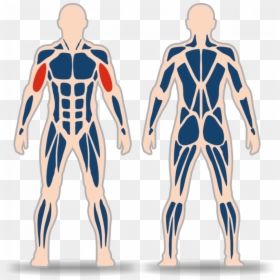 Transparent Biceps Png - Mb 7.47, Png Download - biceps png