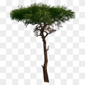 Tree, Aesthetic, Foliage, Burkea Africana, African - African Tree Png, Transparent Png - african tree png