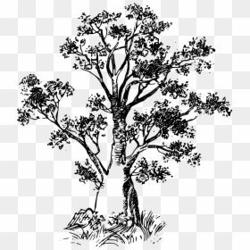 Desenho Da Arvore Baoba, HD Png Download - african tree png