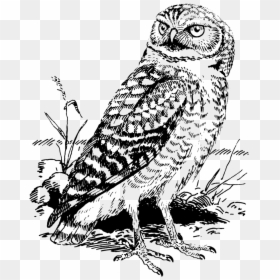 Snowy Owl Bird Great Horned Owl Burrowing Owl - Snowy Owl Clipart Black And White, HD Png Download - great horned owl png