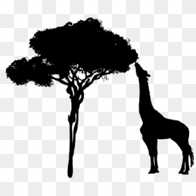 Giraffe, Tree, Eating, Nature, Africa, Animal Ai - Giraffe Eating Png, Transparent Png - african tree png