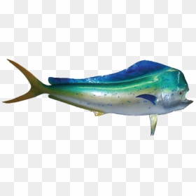 Mahi Mammal,cetacea,blue Whale - Mahi Mahi Fish Png, Transparent Png - mahi mahi png