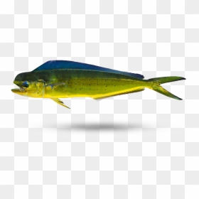 Mahi Lure,bony-fish - Salt Water Fish Species, HD Png Download - mahi mahi png