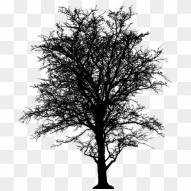 Leafless, Tree, Barren, Plant, Silhouette, Ecology - Tree Transparent Barren, HD Png Download - african tree png