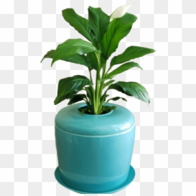Flowerpot, HD Png Download - indoor plants png
