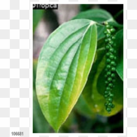 Pepper Plant Png -herbs Black Pepper 20 Seeds, Lat - Beta Caryophyllene, Transparent Png - black pepper png