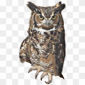 #fteowl #myphoto #owlstickers #owl #ftebird #bird #greathornedowl - Great Horned Owl, HD Png Download - great horned owl png