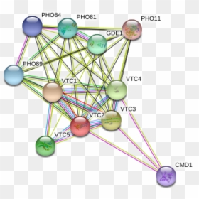 Vtc2 Protein - Circle, HD Png Download - vacuole png