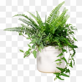Banded Cylinder - Houseplant, HD Png Download - indoor plants png