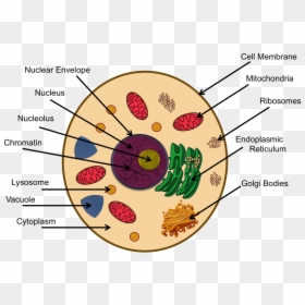Animal Cell Project Cytoskeleton, HD Png Download - vacuole png