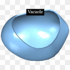 Large Vacuole, HD Png Download - vacuole png