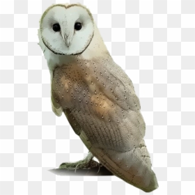 Barn Owl Png - Barn Owl Transparent Background, Png Download - great horned owl png