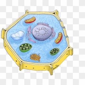 Transparent Plant Cell Png - Unlabeled Animal Cell, Png Download - vacuole png