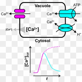 Diagram, HD Png Download - vacuole png