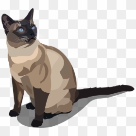 Siamese Cat Vector Png, Transparent Png - siamese cat png