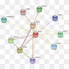 Nvj1 Protein - Circle, HD Png Download - vacuole png