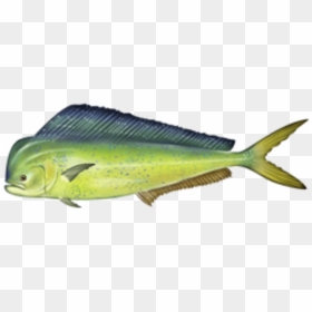 Coryphaena Hippurus - Dolphin Fish, HD Png Download - mahi mahi png