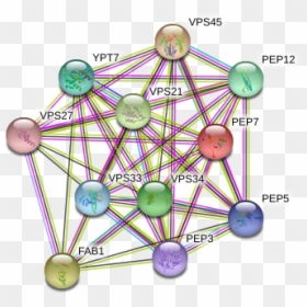 Pep7 Protein - Circle, HD Png Download - vacuole png