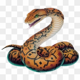 Transparent Snake Png Clipart - Snake Png, Png Download - boa constrictor png