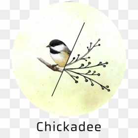 Transparent Chickadee Png - Black Capped Chickadee, Png Download - chickadee png