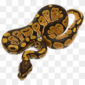 Ball Python - Python Png, Transparent Png - boa constrictor png