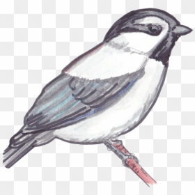 Mountain Chickadee Drawings, HD Png Download - chickadee png