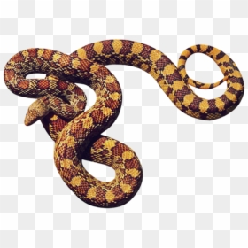 Anaconda Png - Transparent Background Hd Snake Png, Png Download - boa constrictor png
