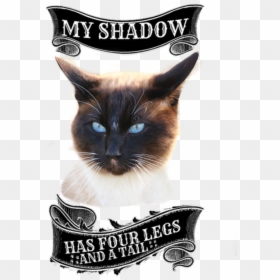 Balinese, HD Png Download - siamese cat png