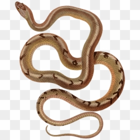 Reptile,serpent,metal - Python, HD Png Download - boa constrictor png