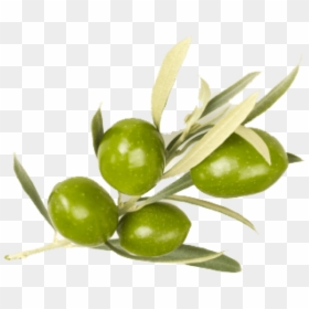 Free Png Olive Png Images Transparent - Real Olives Leaves Png, Png Download - shea butter png